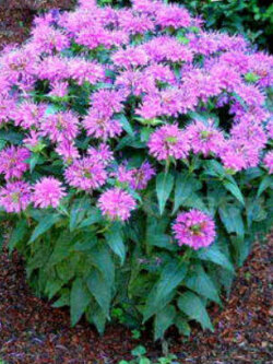 เบอกาม็อท (Herb Bergamot) / 1,300 เม็ด (UK)