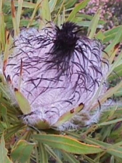 โพรเทีย (Protea Longifolia / Long Leafed Sugarbush) / 3 เม็ด (UK)