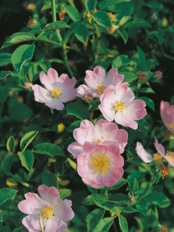 ด็อก โรส (Dog Rose) สีชมพู / 10 เม็ด (UK)