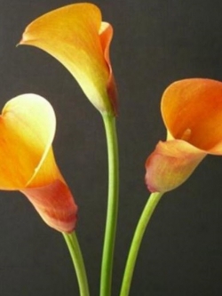 คาลล่า ลิลี่ (Calla Lily) สีส้ม / 100 เม็ด (S070)