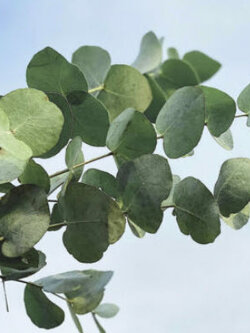 ยูคา - บลูแมลลี่ (Euca - Blue Mallee / Eucalyptus gamophylla) / 10 เม็ด (Portugal)