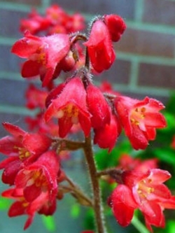 ฮิวเชร่า (Heuchera) สีแดง / 1,200 เม็ด (UK)