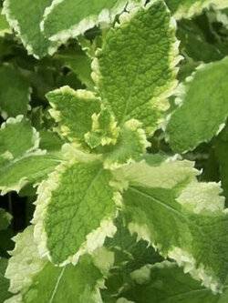 พายแอบเปิ้ล มินท์ (Pineapple Mint) / 15 เม็ด (Hungary)