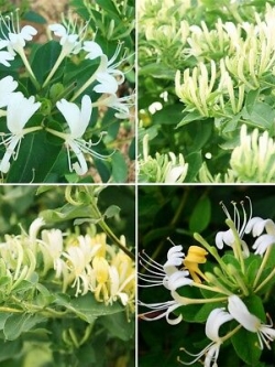 สายน้ำผึ้งญี่ปุ่น (Japanese Honeysuckle) / 20 เม็ด (นอก)