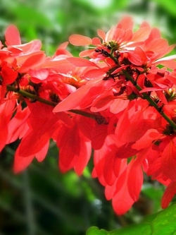 ต้นวาซีวีเซีย (Warszewiczia coccinea) กระถาง สูง 50-60 ซ.ม. / ต้น