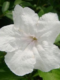 ต้อยติ่งฝรั่ง (Ruellia tuberosa) สีขาว / 10 เม็ด