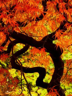 เมเปิ้ลญี่ปุ่น Iroha Momiji / 20 เม็ด