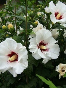 เมล็ดพันธุ์ โรส ออฟ ชารอน สีขาว "เรด ฮาร์ท" (Rose of Sharon) / 50 เม็ด (UK)