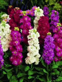 ไวโอเล็ท - ซินเดอเรลล่า (Violet - Cinderella) คละ / 25 เม็ด (UK)