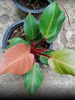 ต้นฟิโล กุมารแดงเรียกทรัพย์ / เชอรี่ เรด / เรด คองโก กระถาง 6 นิ้ว