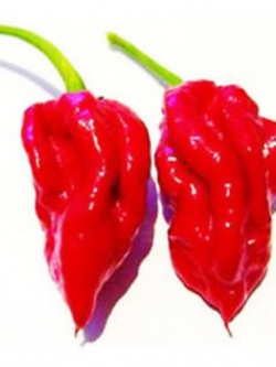 พริก Red Ecuadorian / 50 เม็ด (S038)