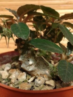 มะพร้าวทะเลทราย (Dorstenia Foetida) / 3 เม็ด (France)