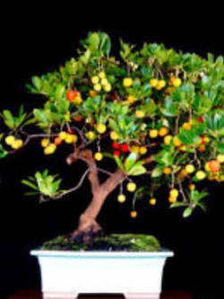 สตรอว์เบอร์รีต้นบอนไซ / 10 เม็ด (UK)