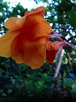 พุทธรักษา (Canna) ดอกสีส้ม-เหลือง ใบเขียว / 10 เม็ด (P2S)