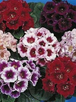 กล็อกซีเนีย (Gloxinia - Empress) คละ / 100 เม็ด