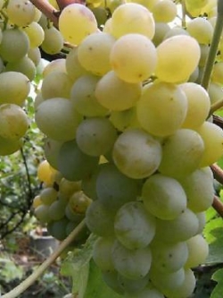องุ่น ไชน์ มัสแคท ( Shine Muscat grape) / 10 เม็ด (Moldova)