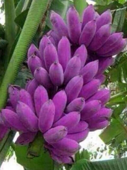 กล้วยยูนนาน หรือกล้วยหก / 100 เม็ด (China)