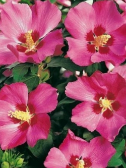 ชบา วู๊ดบริดจ์ (Woodbridge) / 50 เม็ด (UK)