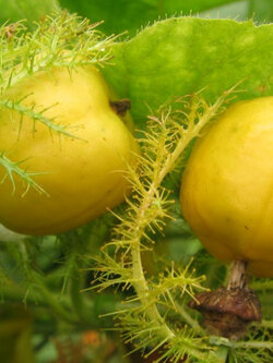 กะทกรก ตำลึงฝรั่ง หญ้ารกช้าง / 50 เม็ด