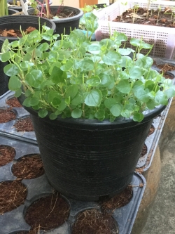 ต้นกระสัง กระถาง 9 นิ้ว กอใหญ่ / กระถาง