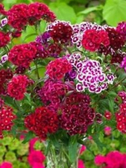 ผีเสื้ออเมริกา (America Dianthus) คละ / 100 เม็ด