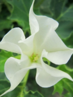 ลำโพง/แตรนางฟ้า (Datura / Brugmansia) สีขาว / 20 เม็ด (นอก)