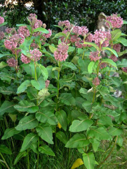 คอมม่อน มิลค์หวีด หรือนกหงส์หยก (Common Milkweed) / 50 เม็ด (Croatia)