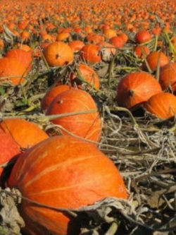 ฟักทอง ฮอกไกโด (Hokkaido pumpkin) / 8 เม็ด (Ukraine)