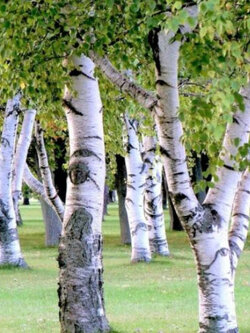 ไวท์เบิร์ช หรือซิลเวอร์ เบิร์ช (White Birch) / 150 เม็ด (USA)