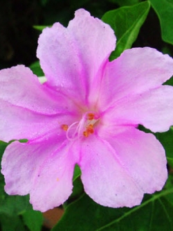 บานเย็น สีชมพู / 20 เม็ด (ไทย)