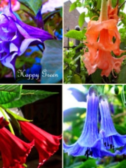 แตรนางฟ้า (Angel's trumpet) คละ / 6 เม็ด (UK)