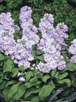 ไวโอเล็ท - ซิลเวอร์ บลู (Violet - Cinderella Silver Blue) / 25 เม็ด (UK)