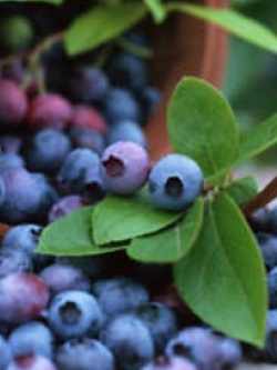 บลูเบอรี่ (Blueberry) / 100 เม็ด