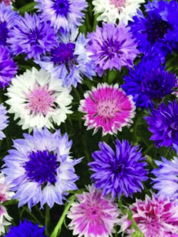 คอร์นฟลาวเวอร์ - ฟรอสตี้ (Cornflower Frosty) คละ / 4,400 เม็ด (UK)*