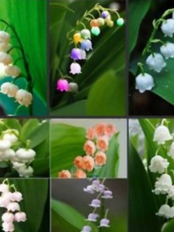 กล้วยไม้ระฆัง (Bell Orchid / Lily of Valley) คละ 10 สี / 200 เม็ด