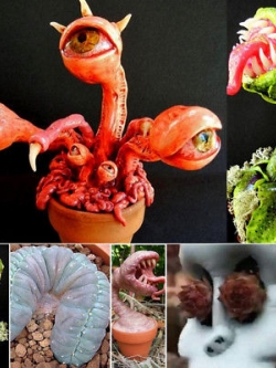 กาบหอยแครง ตายักษ์ (Dionaea) คละแบบ / 100 เม็ด