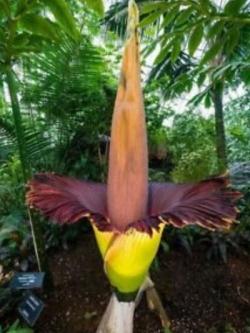 บุกยักษ์ หรือต้นซากศพ (Corpse flower) คละ / 20 เม็ด (Malyasia)