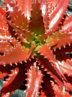 ว่านหางจระเข้แดง (Red Aloe Vera) / 10 เม็ด (Portugal)