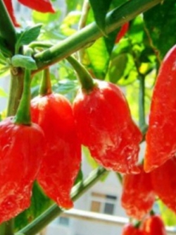 พริก Bhut Jolokia / 10 เม็ด
