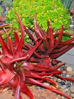 ว่านหางจระเข้ (Aloe Vera) สีแดง / 100 เม็ด (นอก)