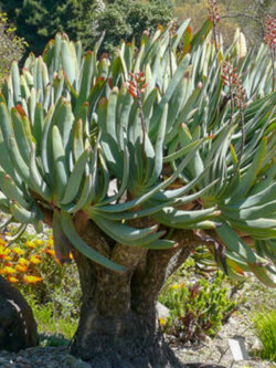 ว่านหางจระเข้ Fan Aloe / 5 เม็ด (Portugal)