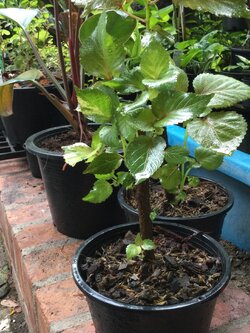 ต้นหูปลาช่อน หรือต้นไม้ 7 สี กระถาง 6 นิ้ว สูง 20-35 ซ.ม.