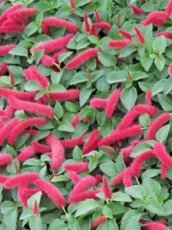 หางกระรอกแดง (Chenille plant) / 5 เม็ด (USA)