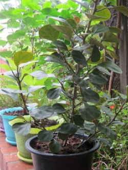 ต้นสาริกาลิ้นทอง สูง 20-30 ซ.ม. / ต้น