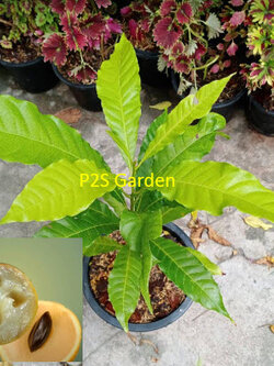 ต้น เอบิว อะบิว เอบิวไต้หวัน สูง 30-50 ซ.ม. รสชาดอร่อย