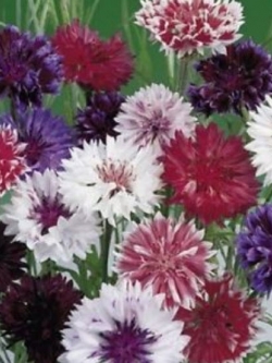 คอร์นฟลาวเวอร์ (Cornflower) คละ / 50 เม็ด (USA)