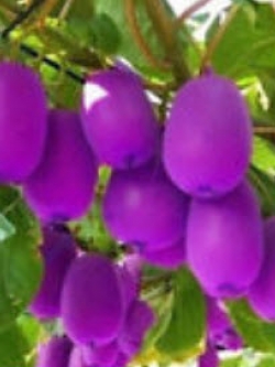 กีวี่ (Kiwi) สีม่วง / 100 เม็ด