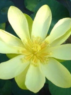 บัวหลวง สีเหลือง / 5 เม็ด