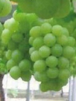 องุ่น ไชน์ มัสแคท (Shine Muscat grape) / 20 เม็ด