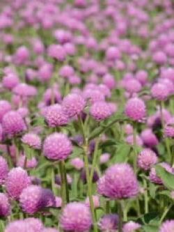 บานไม่รู้โรย (Globe Amaranth) สีชมพู / 100 เม็ด (ไทย)